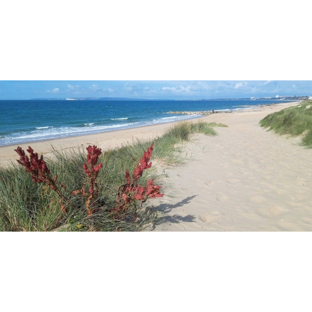 hengistbury_head_for_cards